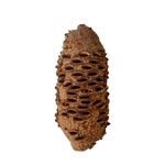 Banksia Pod - Large