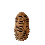 Banksia Pod - Medium