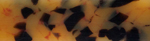 Acrylic Acetate #31 - Tortoise Shell
